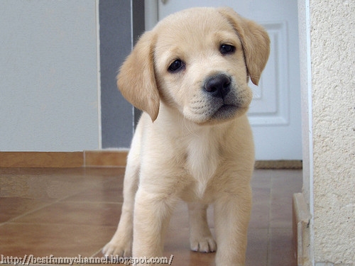 Cute puppy.