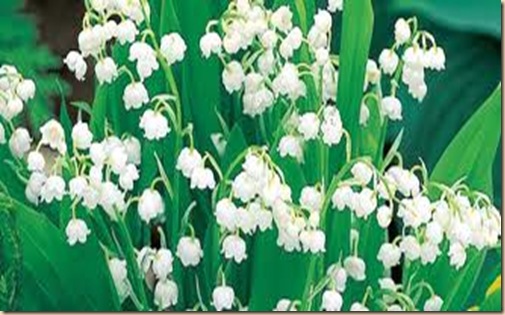 Lily of the Valley2