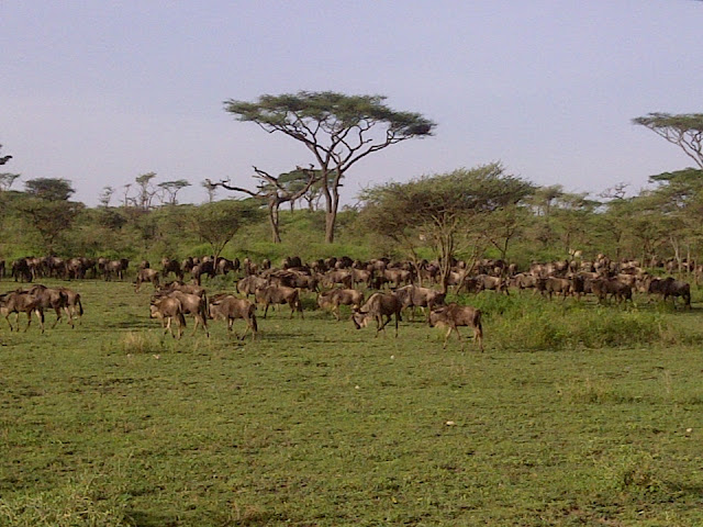 The Serengeti Migration is in Tanzania