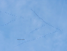 || Dehors, enfin ! - Ôde à notre petite campagne - Grues - Aube - Champagne Ardenne - France 