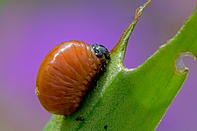 Lilioceris lilii the Lily Beetle larva