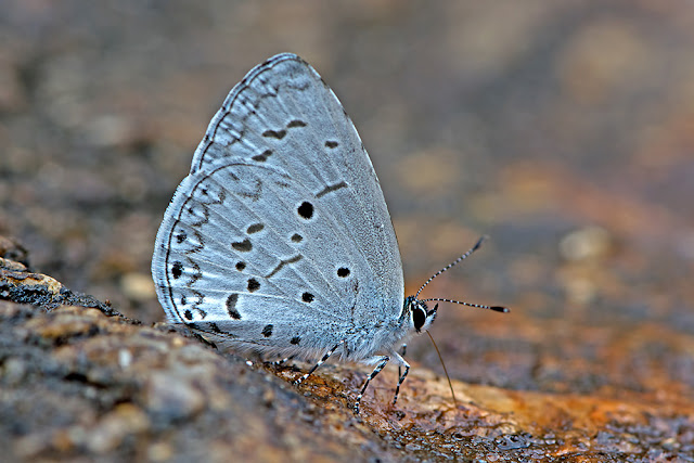 Celastrina lavendularis the Plain Hedge Blue butterfly