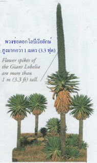 Giant plants