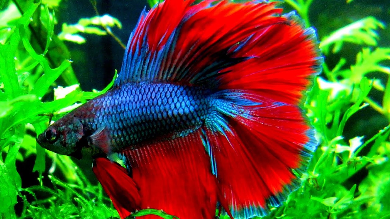 Red Betta Fish For Sale