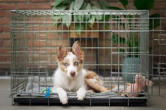 Essential Puppy Crate Training Products & Accessories