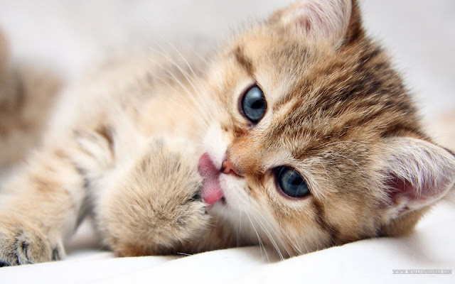 Download Lovely and Cute Cat Wallpapers