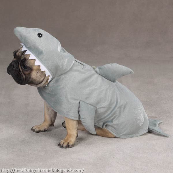 Dog shark.