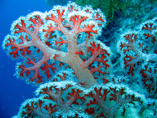 coral