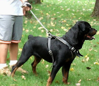 walking Rottweiler