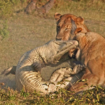 Three Lionesses vs Crocodile Seen On www.coolpicturegallery.us