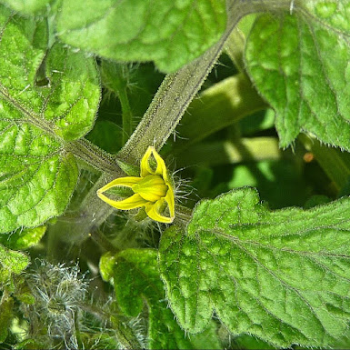 One tomato blossom on the plant