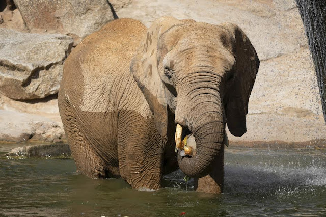 Animales con helados