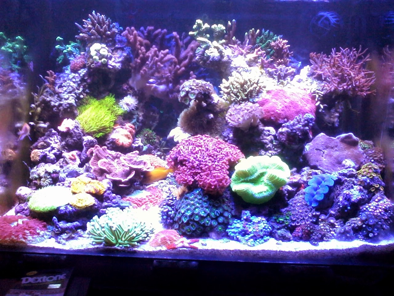  Aquarium  Gambar Aquarium  Air Laut