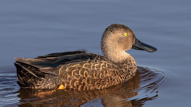 Cape Shoveler Duck Diep River Woodbridge Island Copyright Vernon Chalmers