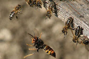  Lebah Hutan Teror Warga Di Desa Basangalas