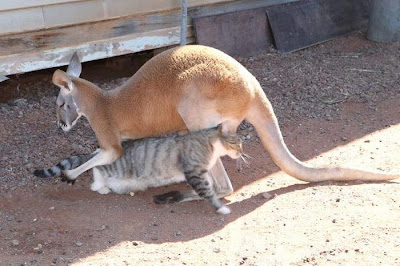Pet Kangaroo Seen On www.coolpicturegallery.us