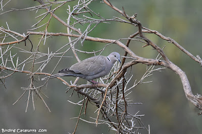 Tórtora turca (Streptopelia decaocto)