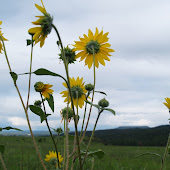 MIMA MOUNDS