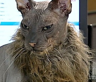 gato-feo-mundo