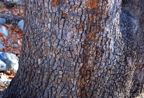 6. aligator cedar-kab