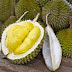 Harga Durian Makin Mahal, Apakah Sebabnya?