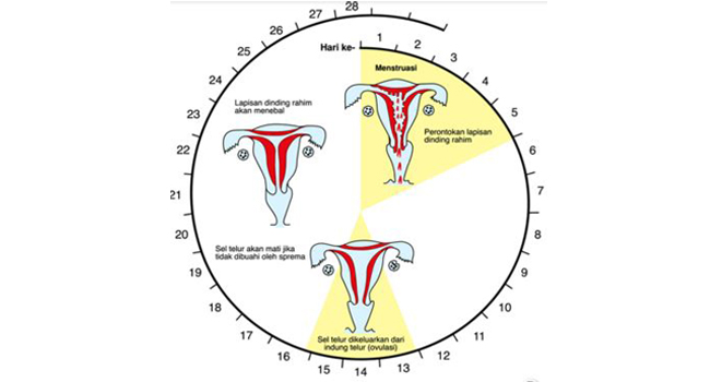 Haid merupakan hal alami yang terjadi pada perempuan yang sehat Proses Terjadinya Haid atau Mensturasi (Proses Haid)