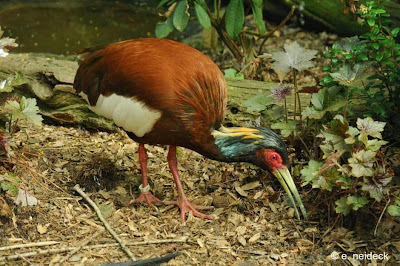 Madagascar crested Ibis