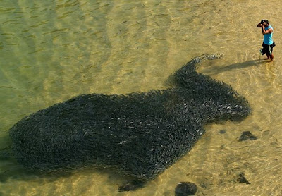 Large Swarms of Fish along the Coast of Acapulco Seen On   www.coolpicturegallery.us