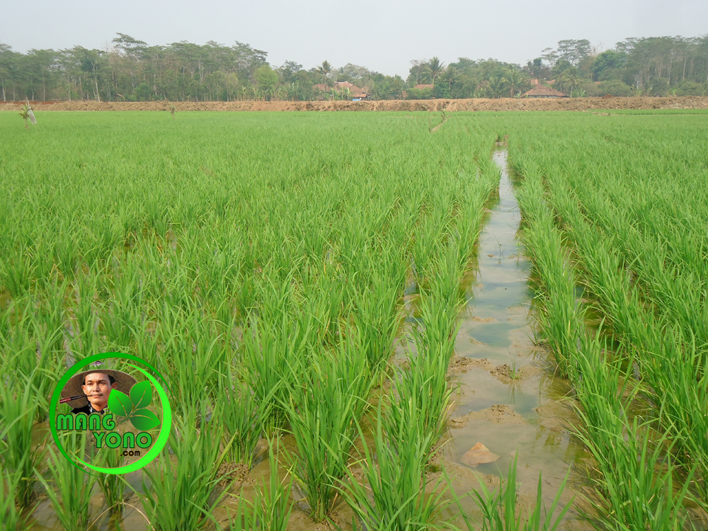 Cara pemupukan  tanaman padi dengan pupuk buatan kimia