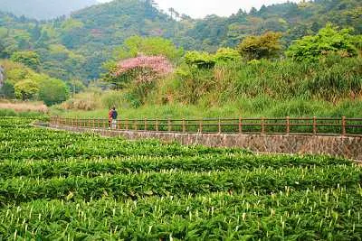 台北陽明山花季竹子湖賞海芋每年3-4月間