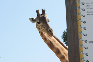 girafe zoo la barben