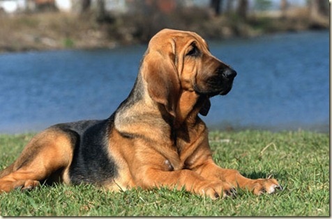 Cursos de Adiestramiento Canino6