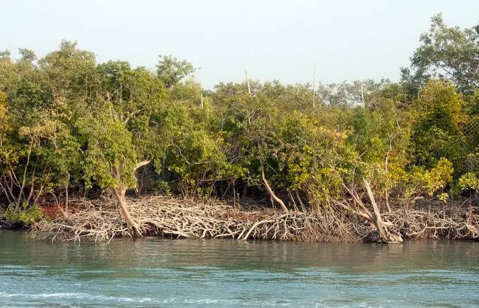 mangroves in India