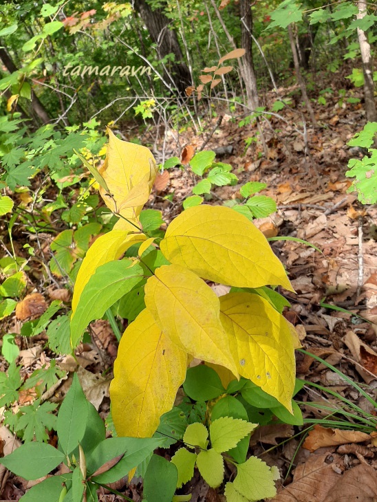 Ластовень заострённый / Ластовень заострённолистный (Vincetoxicum acuminatum, =Vincetoxicum ascyrifolium)