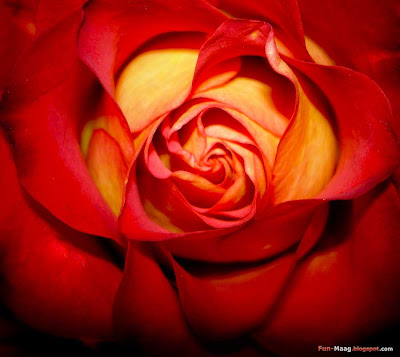 Photo Backgrounds Free on Download Free Desktop Wallpaper   Flower Picture  Red Rose