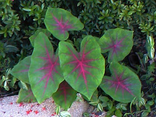 Caladium Bicolor