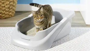 The Best Litter Boxes - Best cat products