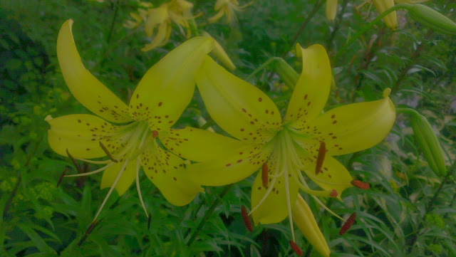 yellow flowers tiger lillies