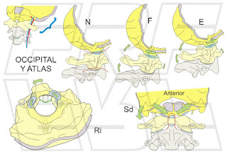 Movimientos entre el occipital y el atlas