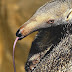 Anteater - Anteater Diet