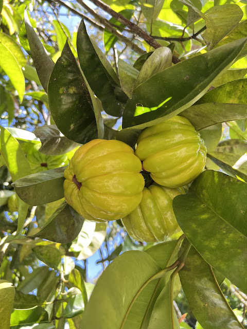 Buah Asam Gelugor