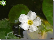 龍骨瓣莕菜