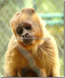 Macaco prego