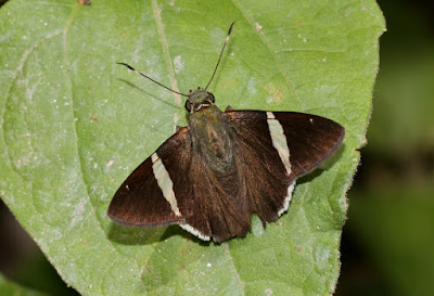 Mariposa saltarina franja blanca (Autochton zarex)