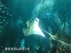 ハワイ島のマンタ