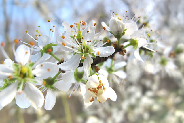 Witte lentebloesem