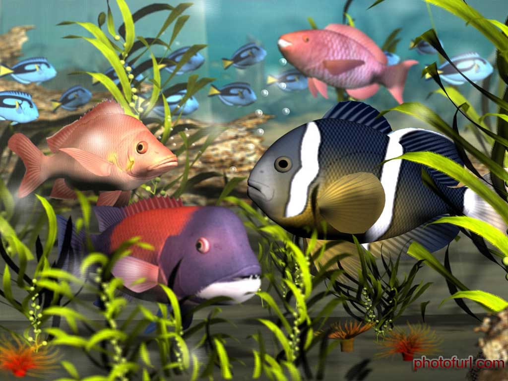 Koleksi Gambar Ikan Hias Cantik 2013 Gambar Keren Dan Unik