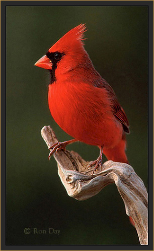 Red Bird Cardinal