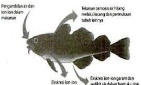  Cara  Adaptasi Ikan  Yang  Hidup  Di  Laut 