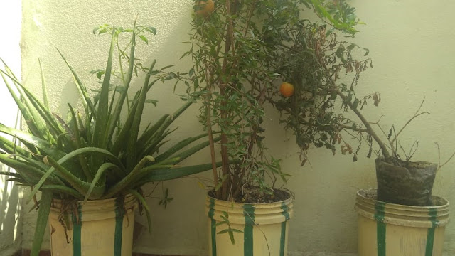 terrace garden pomogranet, aloe vera, tomato